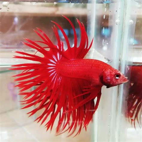 Crown Betta Fish