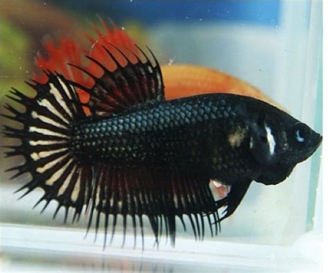 Crowntail Female Betta Fish