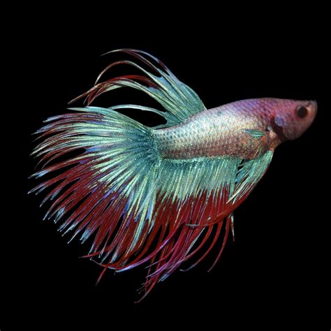 Crowntail Male Betta
