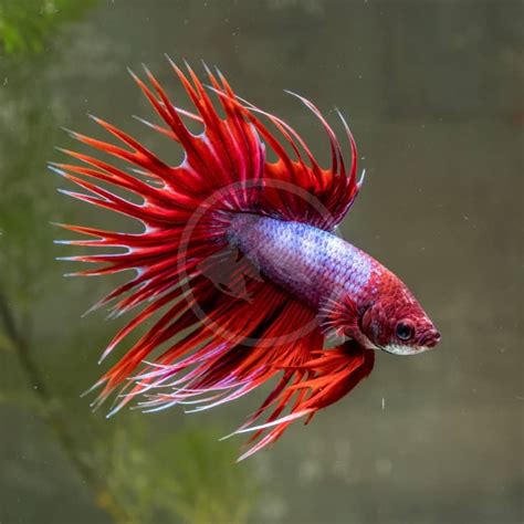 Crowntail Male Betta Fish