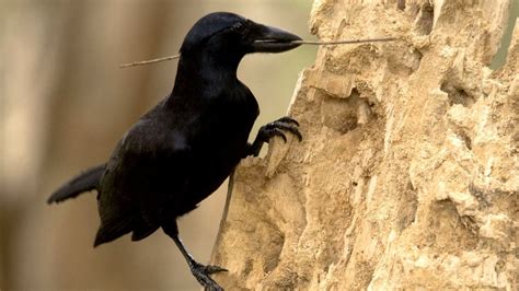 Crows using tools