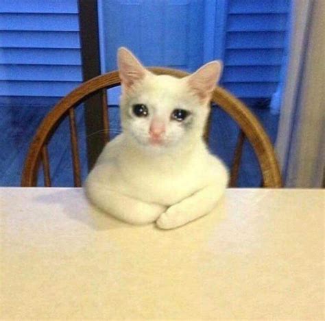 Crying Cat Meme At Table