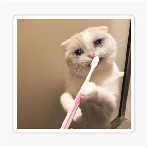 Crying Cat Meme Brushing Teeth
