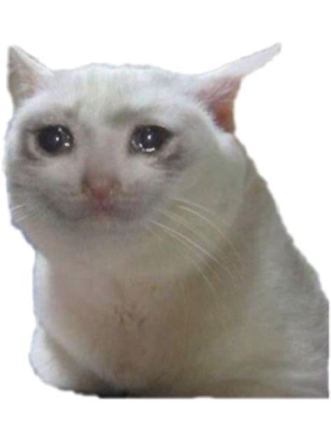 Crying Cat Meme Dog