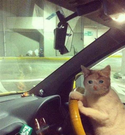 Crying Cat Meme Driving