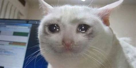 Crying Cat Meme Jpg