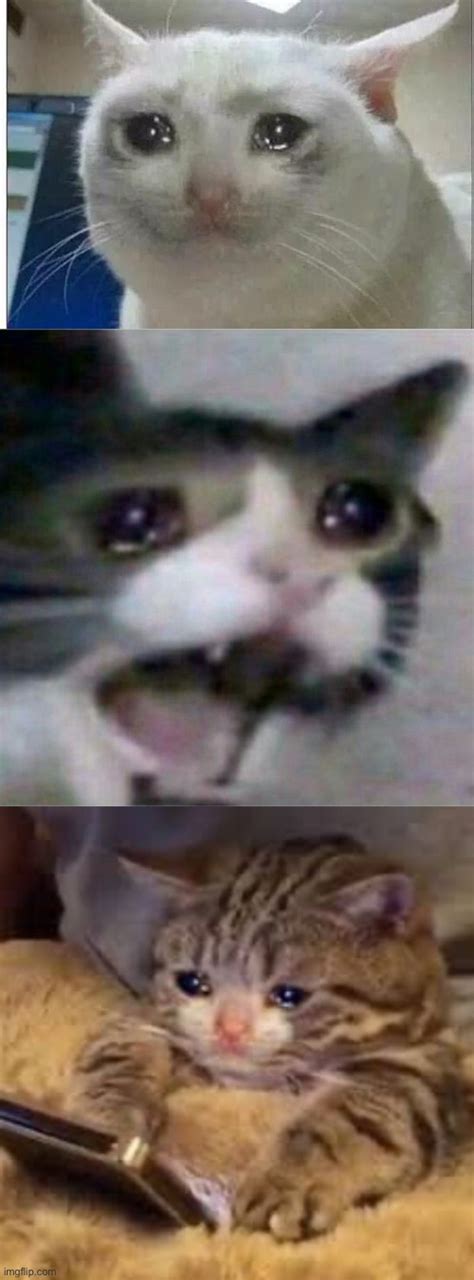 Crying Cat Meme On Phone