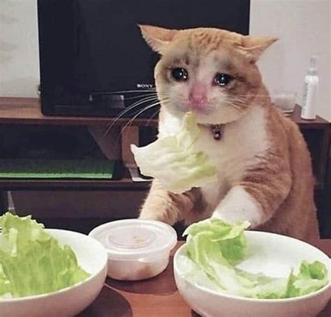 Crying Cat Meme Salad