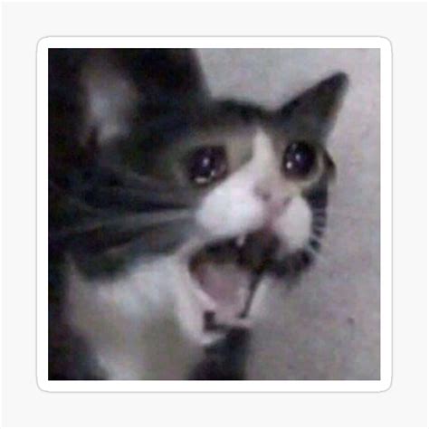 Crying Cat Meme Screaming