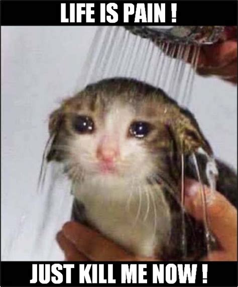 Crying Cat Meme Shower