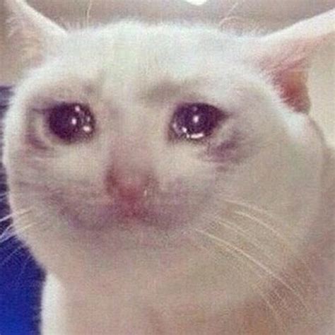 Crying Cat Meme Tears