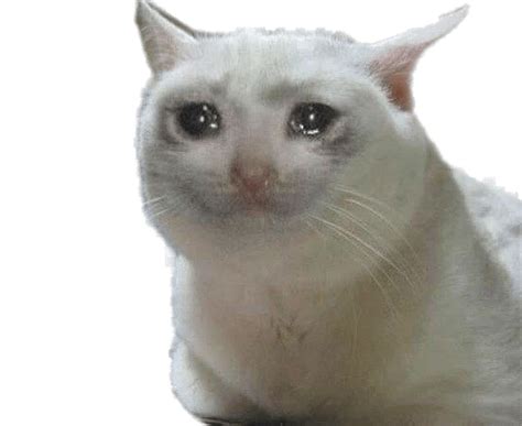 Crying Cat Meme Transparent