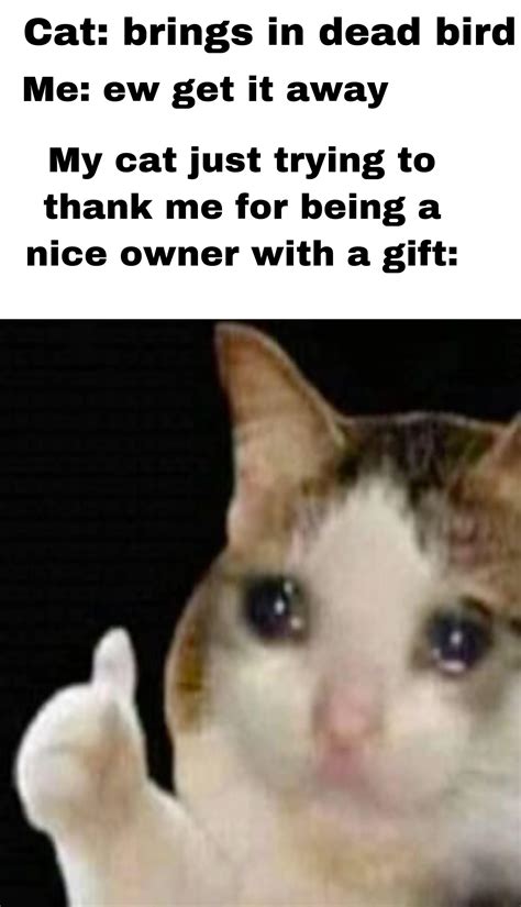 Crying Cat Memes Reddit