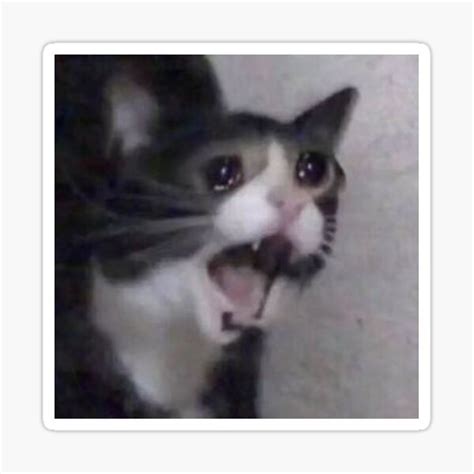 Crying Cat Yelling Meme