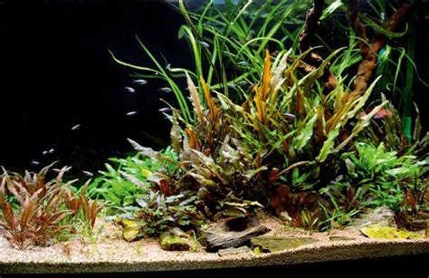 Cryptocoryne Aquascape
