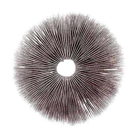 Grow Your Own Magic Mushrooms with Cubensis Spore Print