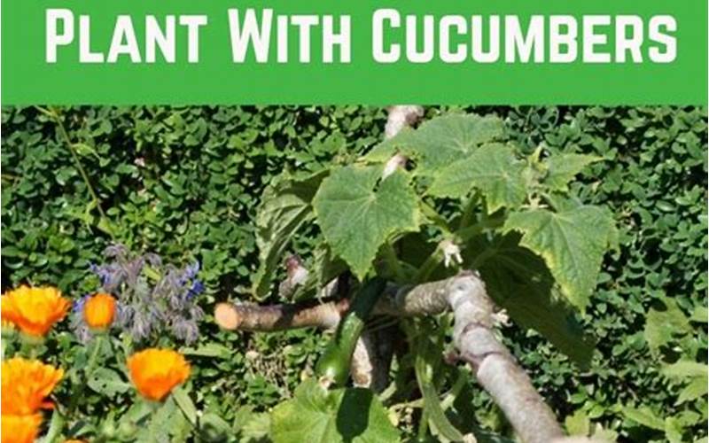 Cucumber Companion Planting