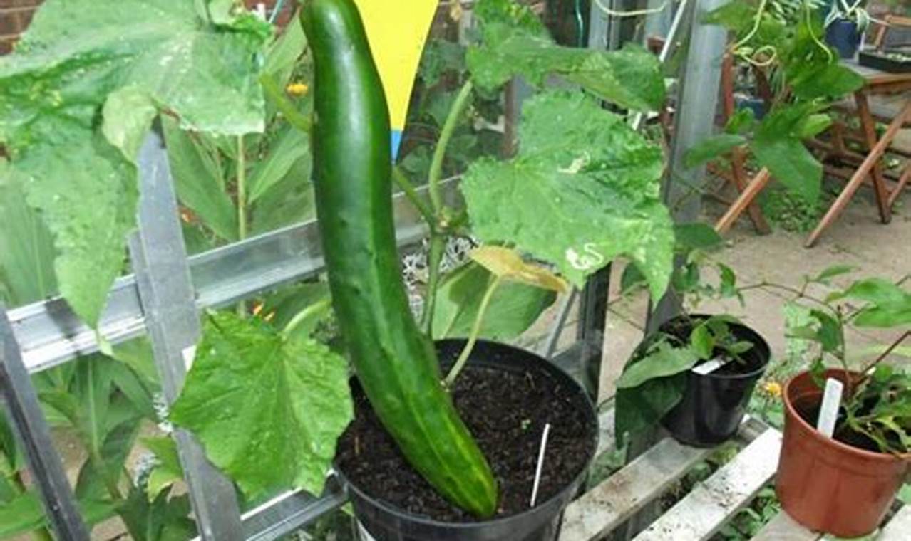 Cucumber Plant In Pot