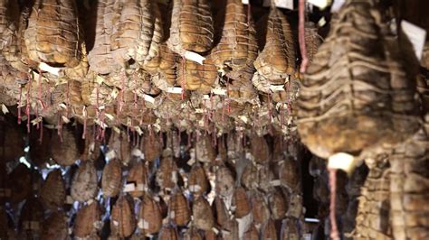 Culatello aging cellar