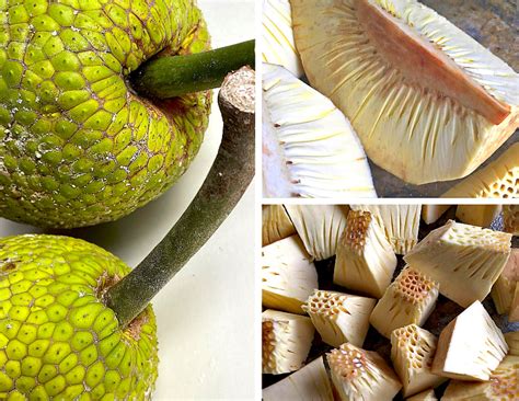 Culinary Applications of Soft Breadfruit