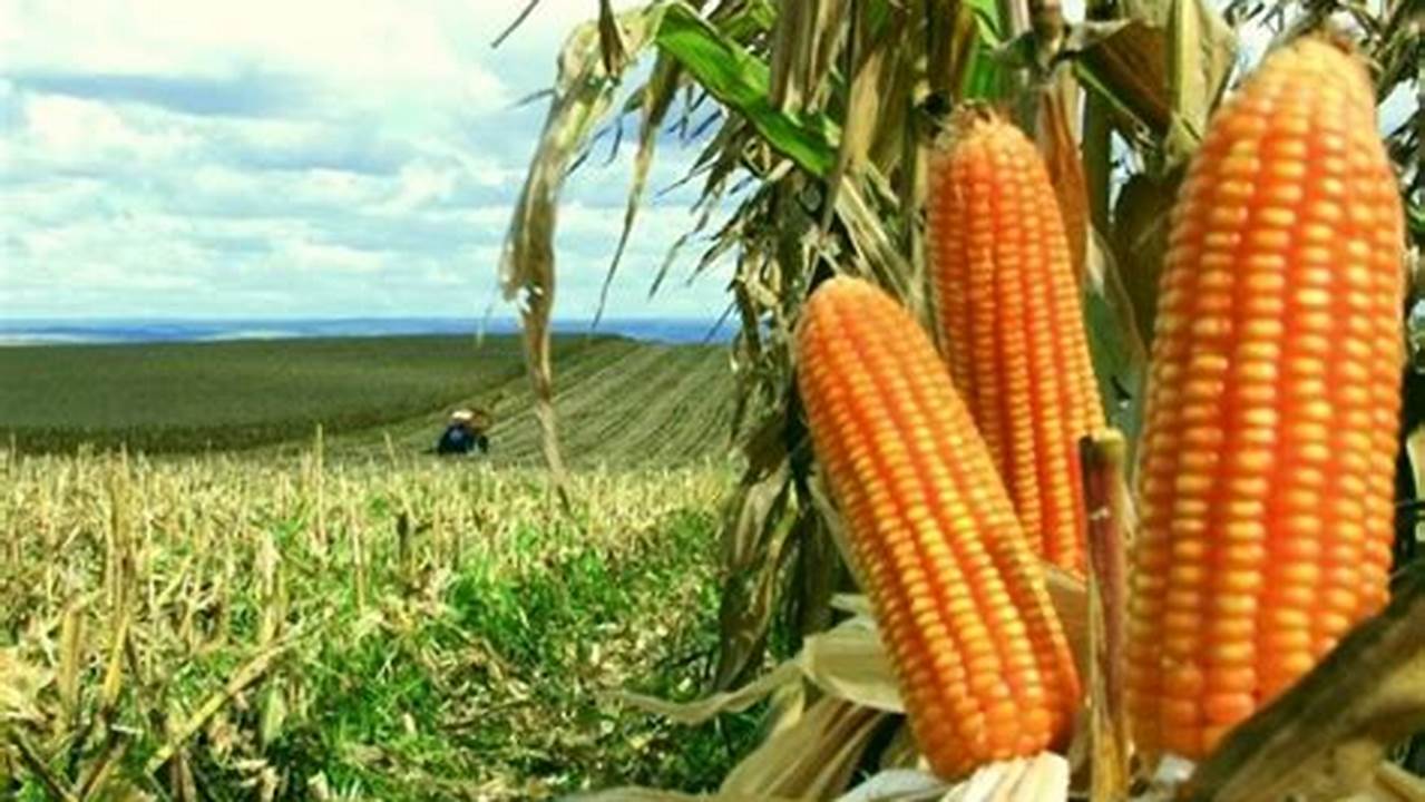 Cultivo Do Milho, Plantas