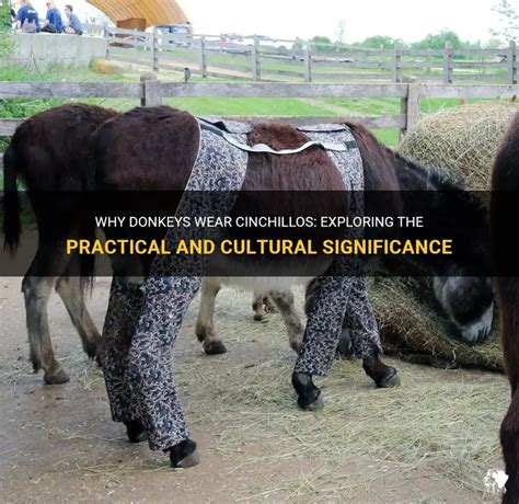 Cultural Importance of Donkeys
