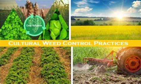 Cultural Practices: Long-Term Weed Management