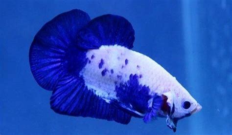 √ 13 Jenis Ikan Cupang Cantik Untuk Aquarium Anda, Bagus Banget!!