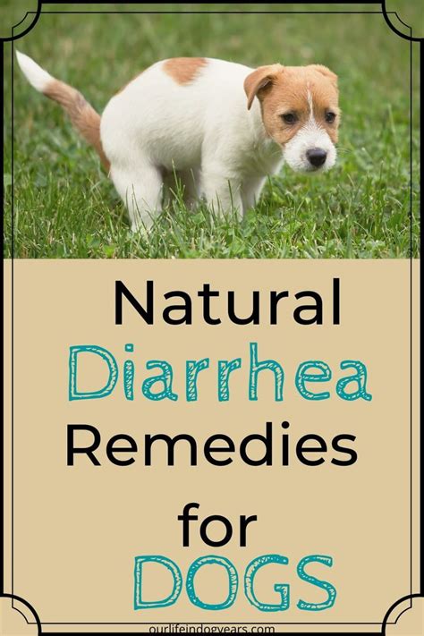 Effective Home Remedies for Treating Dog Diarrhea - Your Ultimate Guide to Finding a Cure