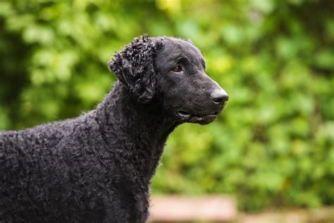 Portrait Black Curly Coated Retriever Dog Photograph by Dog Photos