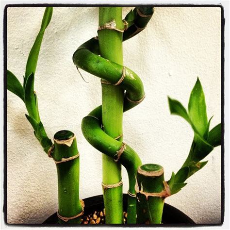 Curly Bamboo