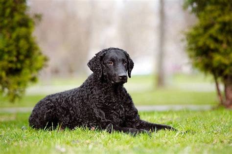 Curly Coated Retriever
