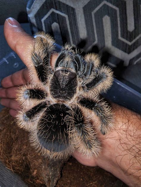Curly Hair Tarantula