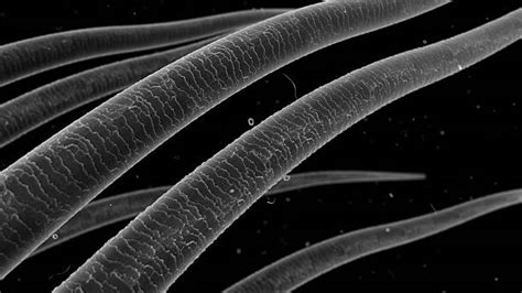 Curly Hair Under a Microscope:  A Closer Look