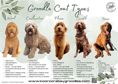 Curly vs. Wirehaired Coats