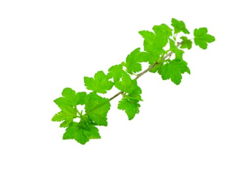 Currant Leaf 3D PNG