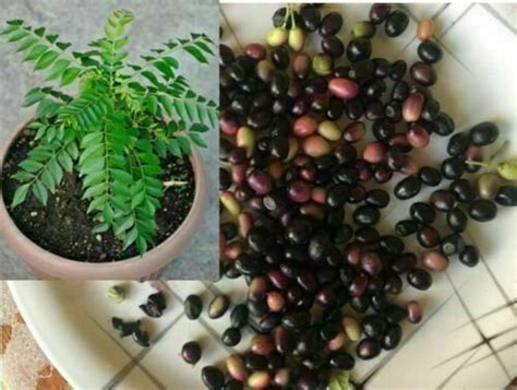 Curry Leaves Seeds