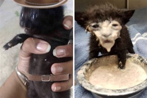 Cursed Images Of Cats