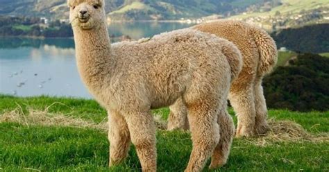 Cusco Connection Nature Alpaca Therapy: A Candid Review