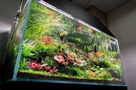 Custom Aquascapes