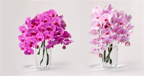 Cut Flowers Orchids