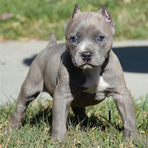Cute American Pit Bull Terrier Blue Line