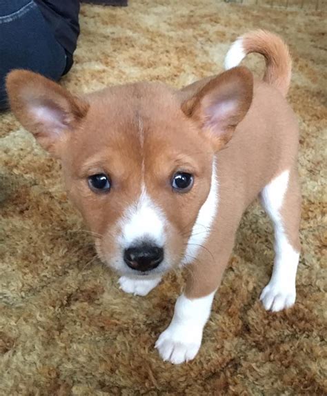 Cute Baby Basenji: The Perfect Companion For Your Home