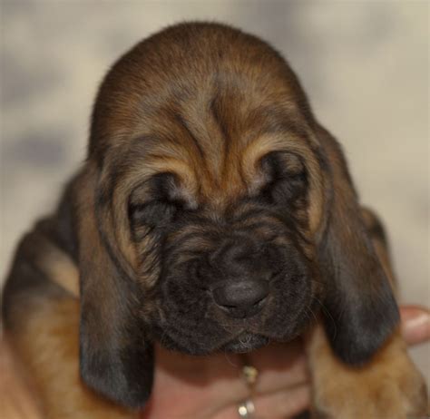 Cute Baby Bloodhound Puppies For Sale: The Perfect Addition To Your Home