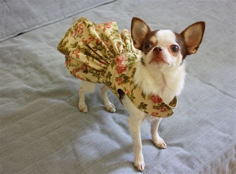 Cute Boy Chihuahua Outfits