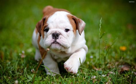 English Bulldog Cutest puppy ever