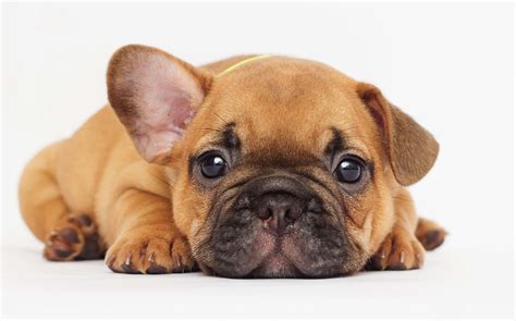 Cute Buldog Francuski Opis Rasy: A Guide To The Adorable French Bulldog
Breed