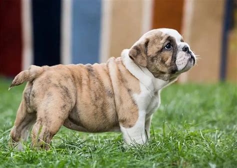 Cute Bulldog With Tail: A Unique And Adorable Breed