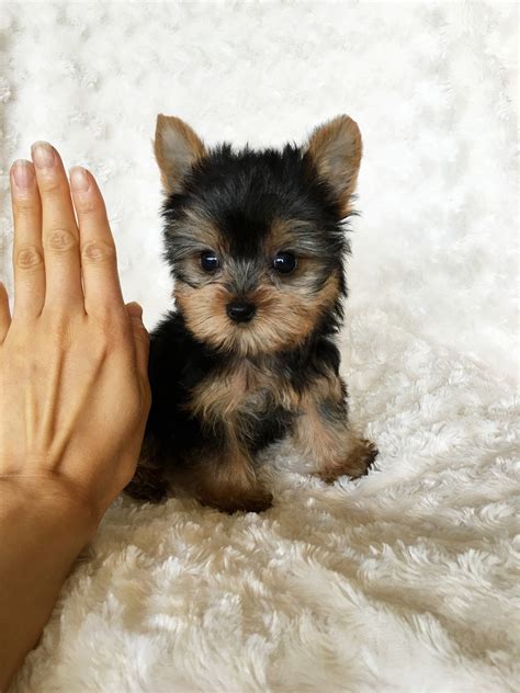 Cute Cheap Yorkie Puppies For Sale Near Me