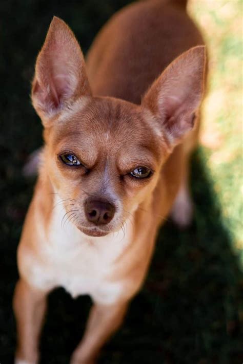 Cute Chihuahua Deer Head Tan